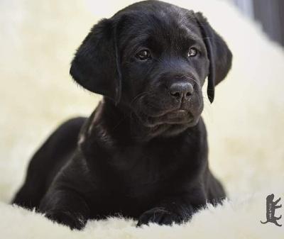 Labrador Retriever Welpen vom Sauboden FCI