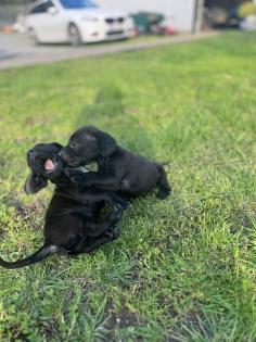 Hannoversche Schweisshund Mischlingswelpen