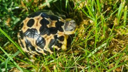 Strahlenschildkröten Astrochelys Radiata NZ 23 Weibchen Je 490 -