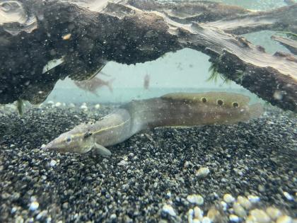 Pfauen-Stachelaal Macrognathus siamensis