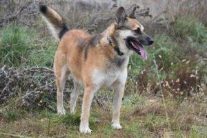 VINO - EINZELPFLEGEPLATZ GESUCHT Schutzgebühr Euro 300 -männlich 2 Jahre 55 cm 25 kg Kastrie