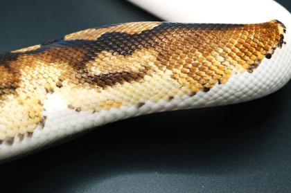 1. 0 Orange Dream Pied Proven Breeder