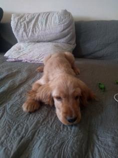 Welpe Cocker Spaniel