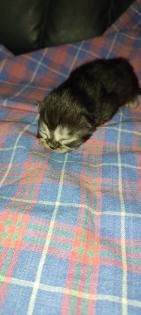 Reinrassige Perser Kitten