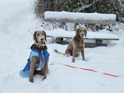 Langhaar-Weimaraner Wurf ab 9. 9. 25