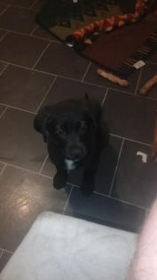 Labrador-Schäfer-Mix Welpe im Auftrag meiner Freundin