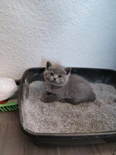 BKH Katzenbabys Reinrassige