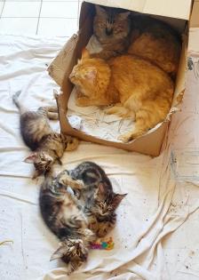 3 Katzenkinder Norwegische Waldkatze amber non-agouti bernsteinfarben