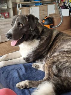 Maremanne Herdenschutzhund Mix