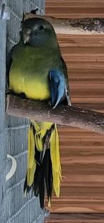 Glanzsittich Hahn wildfarben