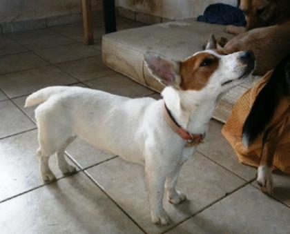 Poppy - munterer kleiner Jack Russel -Feger. in Despinas Haus verkümmert sie .