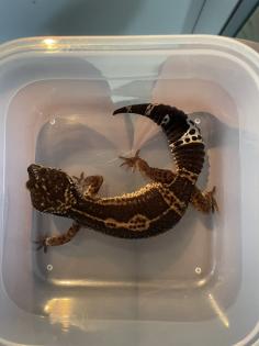 Leopardgecko Black Night w 4. 5 Jahre