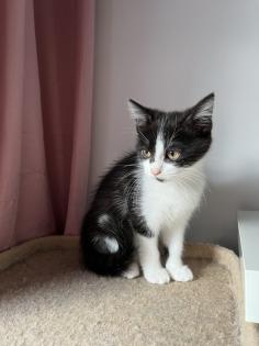 2 Baby BKH-Mix Kitten bereit für Abgabe