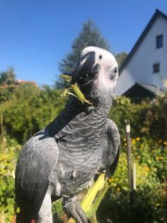 Graupapagei Henne zu verkaufen