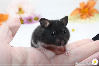 Zauberhafte zahme Goldhamster und Teddyhamster