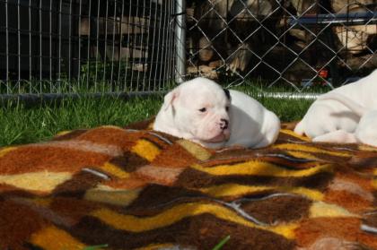 American Bulldog Welpen suchen Traumschloss
