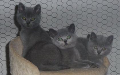 Reinrassige süße Britisch-Kurzhaar Kitten und junge Katzen warten auf Dich