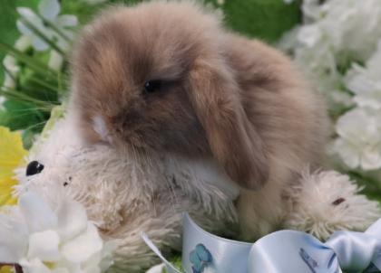 Zwergkaninchen Peking-Teddywidder super süß und handzahm