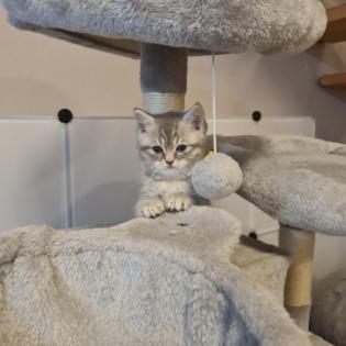 Bkh Kätzchen Jungen Black Silver Tabby Whiskas Bärchen