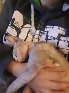 Junge Sphynx Katze sucht liebevolles zuhause