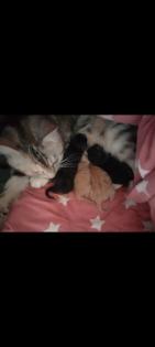 Katzenbabys kitten Katze