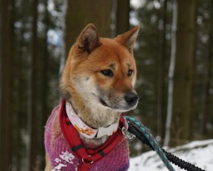 Sachiko - freundlich schüchtern