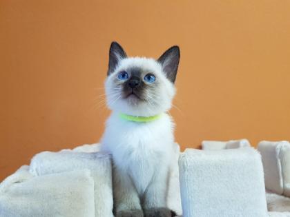 Thaikatze alte Art der Siam Kater Siamkater