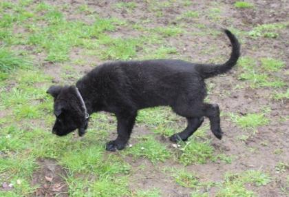 Onyx Rüde Welpe Altdeutscher Schäferhund DDR Linien