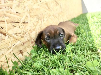 Bayerische Gebirgsschweißhunde Welpen