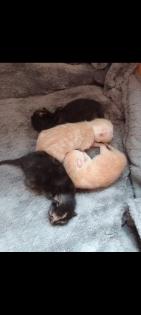 Katzenbabys kitten Katze