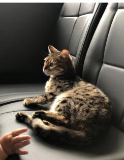 Bengal Kater sucht liebevolles Zuhause