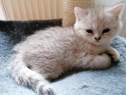 Reinrassige BKH Kitten