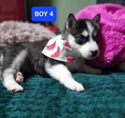 Sibirian Husky Welpen