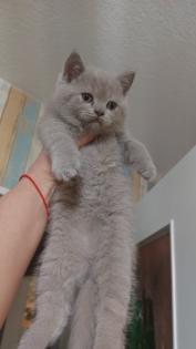 BKH Kitten aus Nürnberg