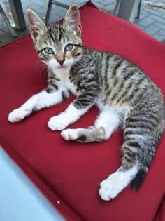 Katzenbaby/Kitten/ Katzenbabys