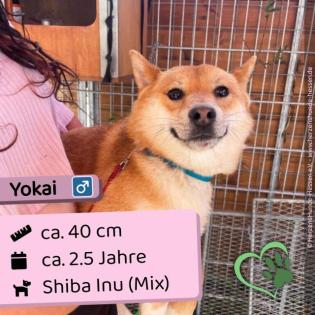 Yokai m 2 5 Jahre 40cm Slowakei NB