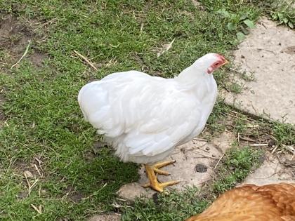 Hahn Gockel Weiße Zwergwyandotten Zwerg Wyandotten