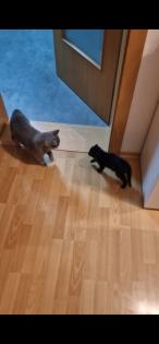 Britisch Kurzhaar Kitten