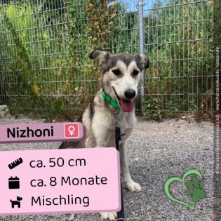 Nizhoni w 8 Monate 50 cm freundlich schüchtern verträglich