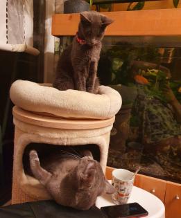 Russisch blau Kitten Kater ab Mitte Juni zur Abgabe