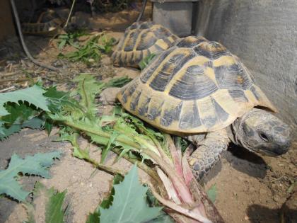 Griechische Landschildkröten THB robuste Ostrasse Nachzuchten aus 2020 2021 und 2022