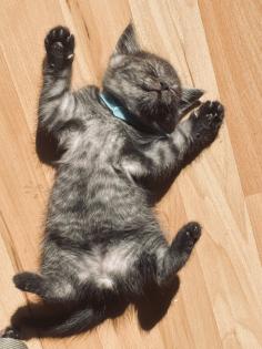 Noch 5 BKH/BLH Mix Kitten