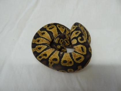 0. 1 - Pastel 100 het Piebald / Pastel CB 2022