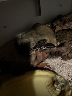 Königspythons Pärchen zu verschenken