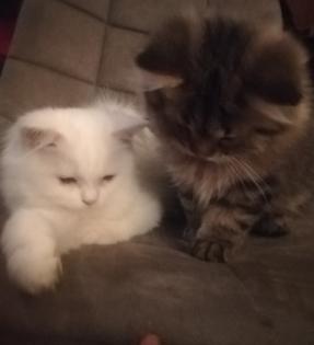 Kitten abzugeben in liebevolle Hände