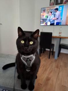 Kater zur Verschenken
