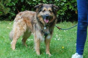 Sly - männlich 2 Jahre 52 cm 23 kg Briard-Mix Gechipt Nicht kastriert