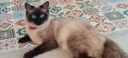 Ragdoll Nachwuchs zuckersüß