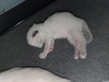 Ragdoll/Heilige Birma Kitten