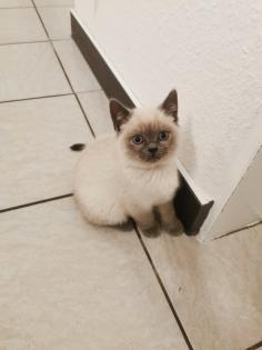 Bkh / Scottish Fold